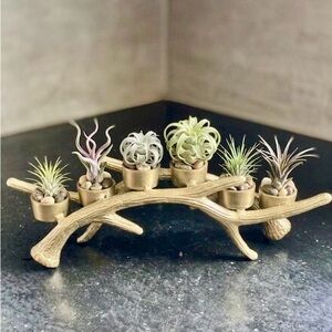 Brass Air Plant Holder or candle holder.(air plants not included) Very heavy.